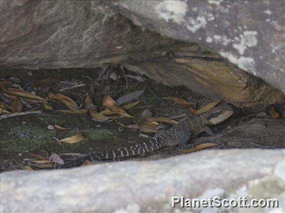 Australian Water Dragon (Physignathus lesueurii)