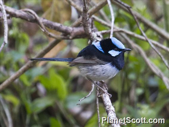 Superb Fairywren (Malurus cyaneus)