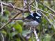 Superb Fairywren (Malurus cyaneus)