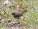 Superb Fairywren (Malurus cyaneus) - Female