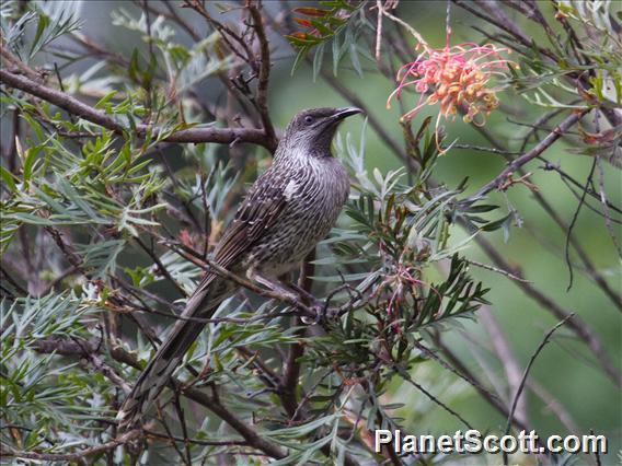 Little Wattlebird (Anthochaera chrysoptera)