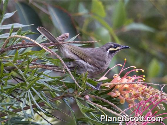 Yellow-faced Honeyeater (Caligavis chrysops)