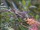 Yellow-faced Honeyeater (Caligavis chrysops)