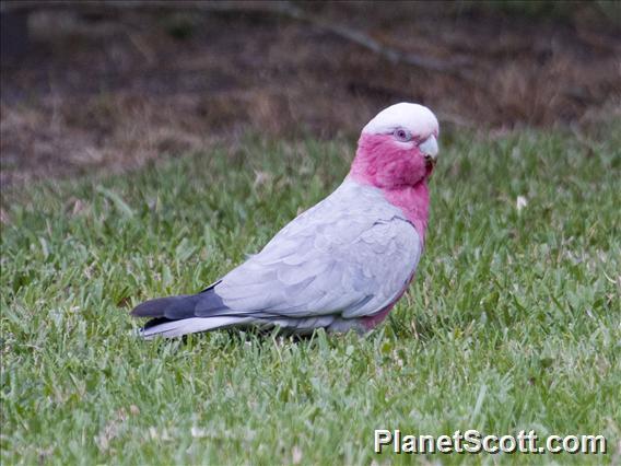 Galah (Eolophus roseicapilla)