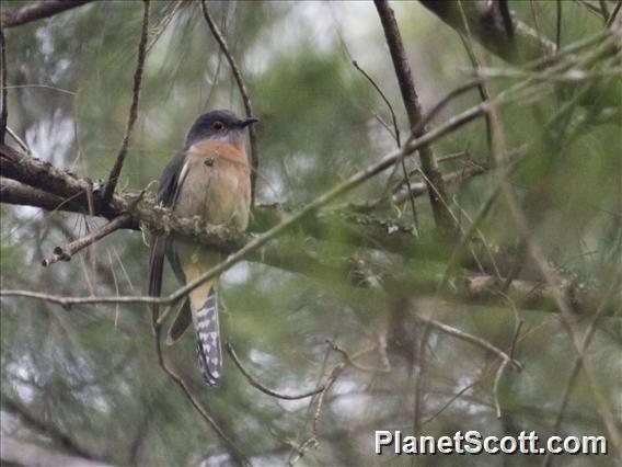 Fan-tailed Cuckoo (Cacomantis flabelliformis)