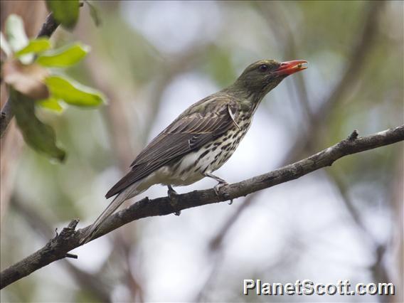 Olive-backed Oriole (Oriolus sagittatus)