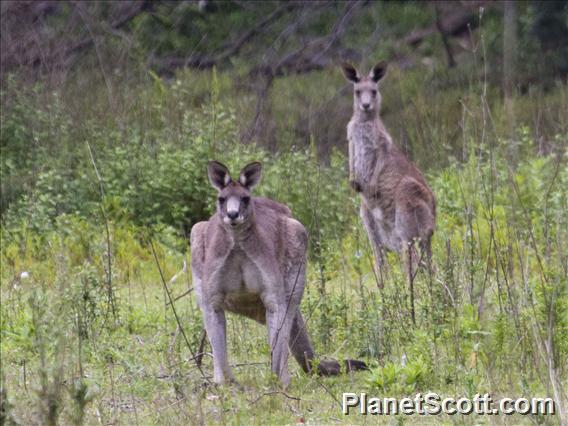 Eastern Gray Kangaroo (Macropus giganteus)