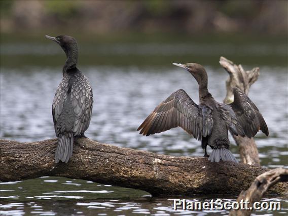 Little Black Cormorant (Phalacrocorax sulcirostris)