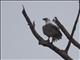 White-bellied Sea-Eagle (Haliaeetus leucogaster)