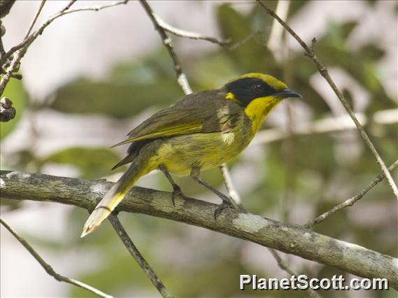 Yellow-tufted Honeyeater (Lichenostomus melanops)