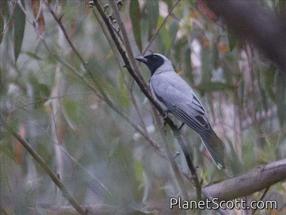 Black-faced Cuckooshrike (Coracina novaehollandiae)