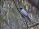 Black-faced Cuckooshrike (Coracina novaehollandiae)