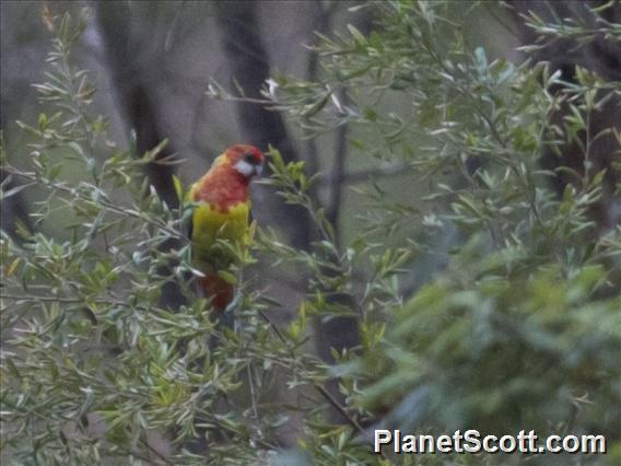 Eastern Rosella (Platycercus eximius)