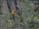 Eastern Rosella (Platycercus eximius)