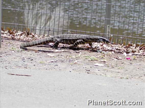 Lace Monitor (Varanus Varius)