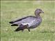 Maned Duck (Chenonetta jubata) - Female