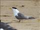 Great Crested-Tern (Thalasseus bergii)