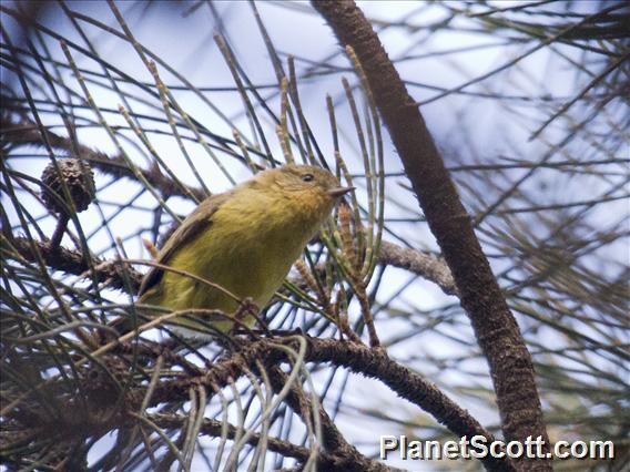 Yellow Thornbill (Acanthiza nana)