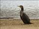 Great Cormorant (Phalacrocorax carbo)