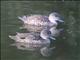 Gray Teal (Anas gracilis)