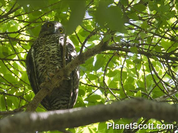 Powerful Owl (Ninox strenua)