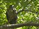 Powerful Owl (Ninox strenua)