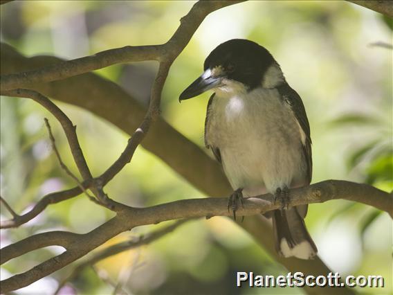 Gray Butcherbird (Cracticus torquatus)