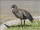 Dusky Moorhen (Gallinula tenebrosa) - Juvenile