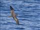 Wedge-tailed Shearwater (Ardenna pacifica)