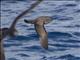 Wedge-tailed Shearwater (Ardenna pacifica)