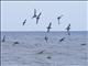 Short-tailed Shearwater (Ardenna tenuirostris)