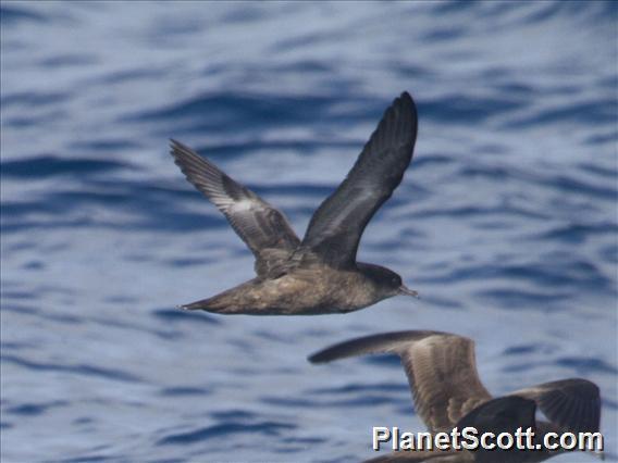 Short-tailed Shearwater (Ardenna tenuirostris)