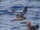 Short-tailed Shearwater (Ardenna tenuirostris)