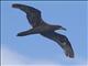 Gray-faced Petrel (Pterodroma gouldi)