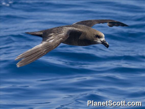 Gray-faced Petrel (Pterodroma gouldi)