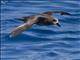 Gray-faced Petrel (Pterodroma gouldi)