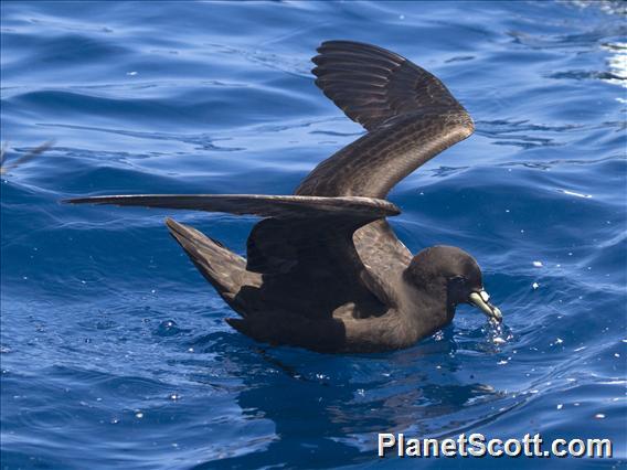 Parkinson's Petrel (Procellaria parkinsoni)