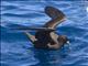 Parkinsons Petrel (Procellaria parkinsoni)