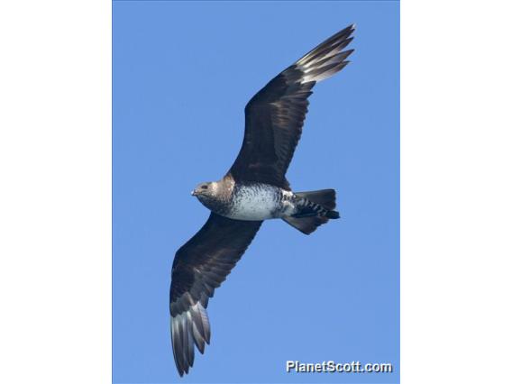 Pomarine Jaeger (Stercorarius pomarinus)