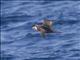 Long-tailed Jaeger (Stercorarius longicaudus)