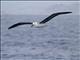 Black-browed Albatross (Thalassarche melanophris)