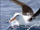 Black-browed Albatross (Thalassarche melanophris)