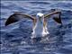 Indian Yellow-nosed Albatross (Thalassarche carteri)