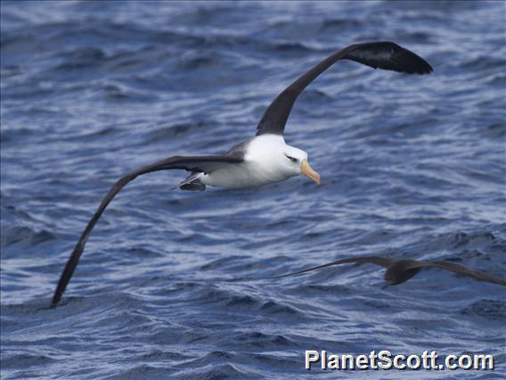 Black-browed Albatross (Thalassarche melanophris)