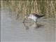 Marsh Sandpiper (Tringa stagnatilis)