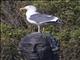 Western Gull (Larus occidentalis) on Statue