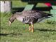 Greater White-fronted Goose (Anser albifrons)