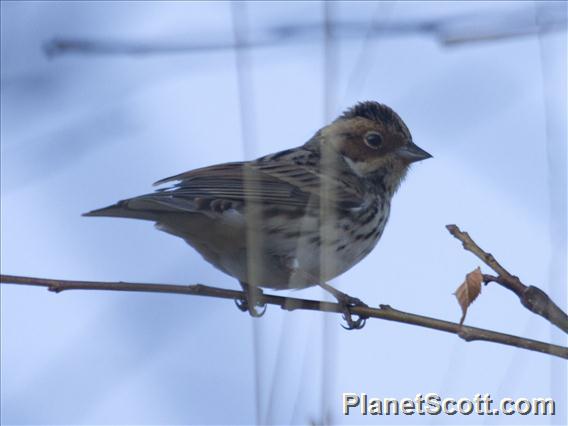 Little Bunting (Emberiza pusilla)