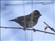 Little Bunting (Emberiza pusilla)