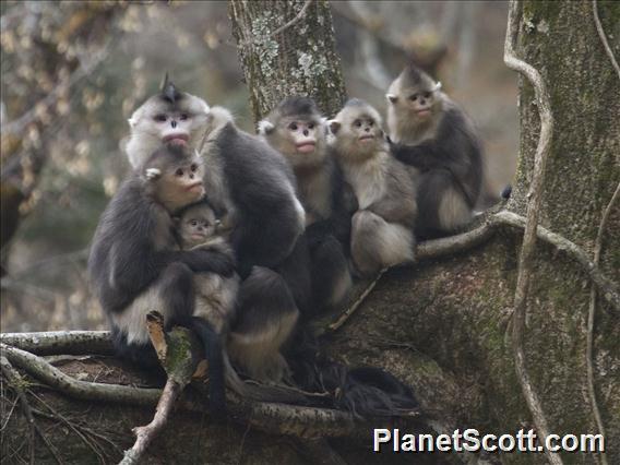 Black Snub-nosed Monkey (Pygathrix bieti)